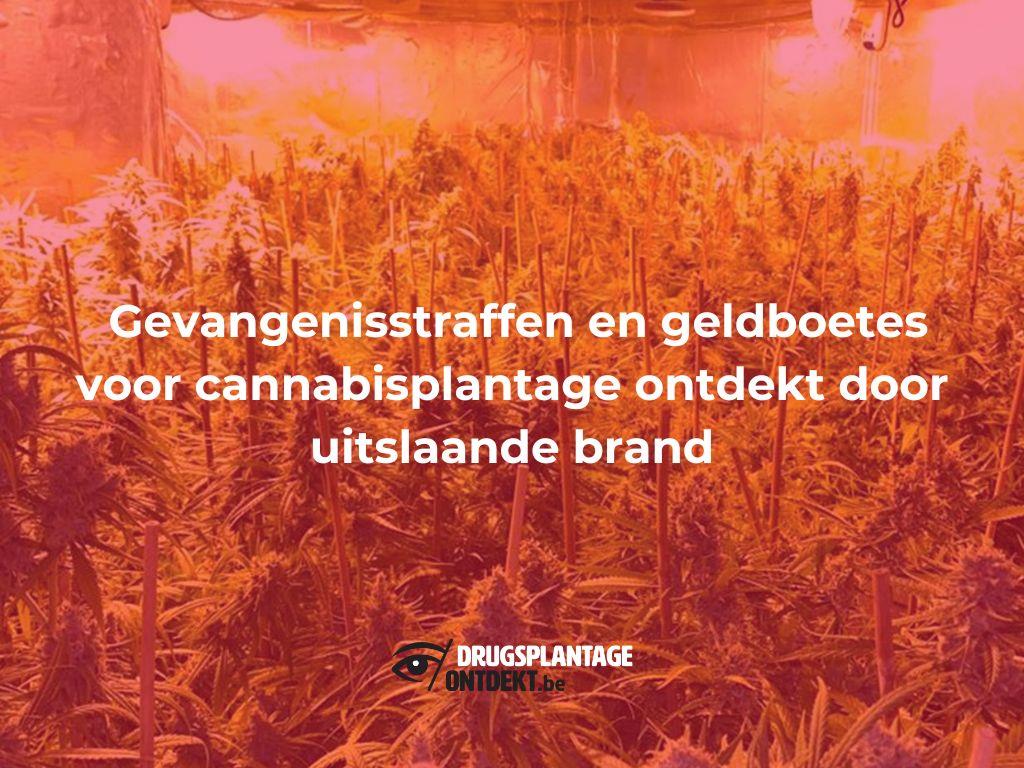 Bornem - Gevangenisstraffen en geldboetes voor cannabisplantage ontdekt door uitslaande brand